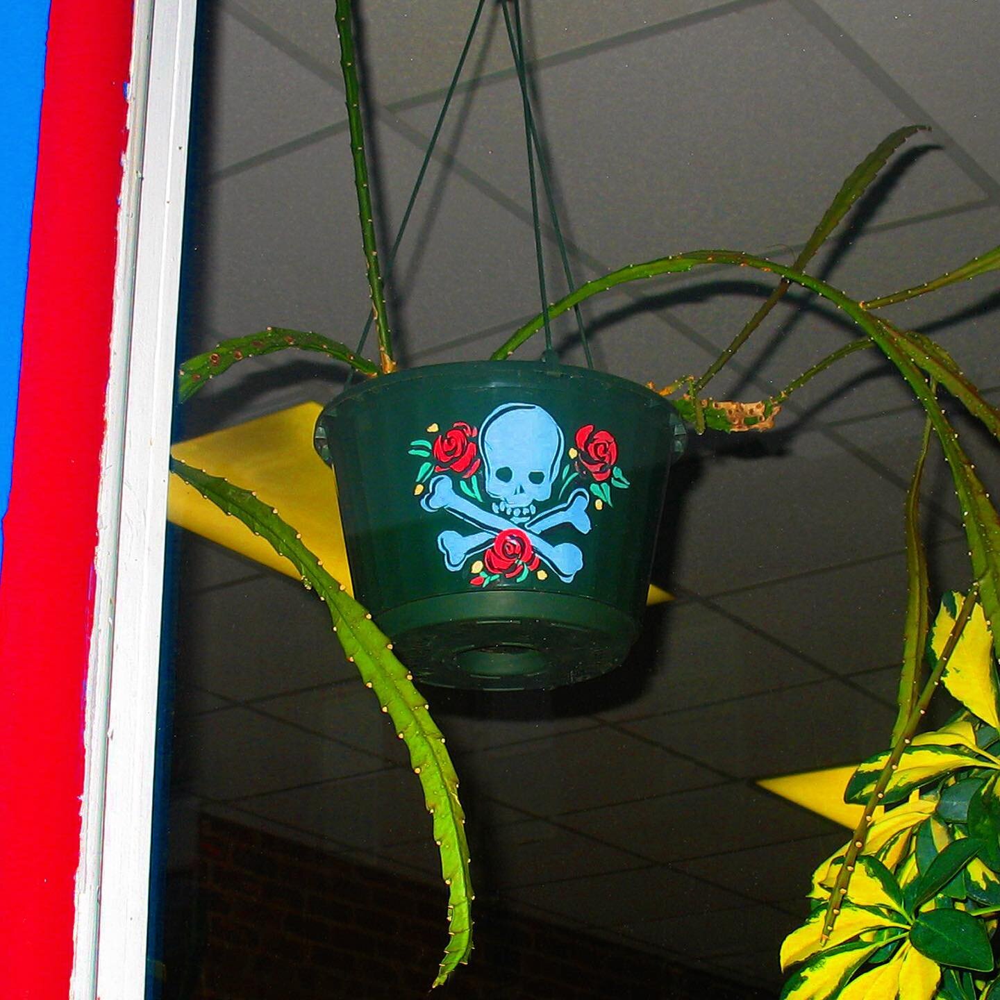 🎍☠️🥀💦

#iusedtopaintoneverything #random #plants #paintedskull #wbw #forhouseplantday #skullpot #randopic #ifyoucantgrowthempaintthem #weirdplants #paintedskull #succulents #friendsoldoffice #smithstreet #mla #brooklyn