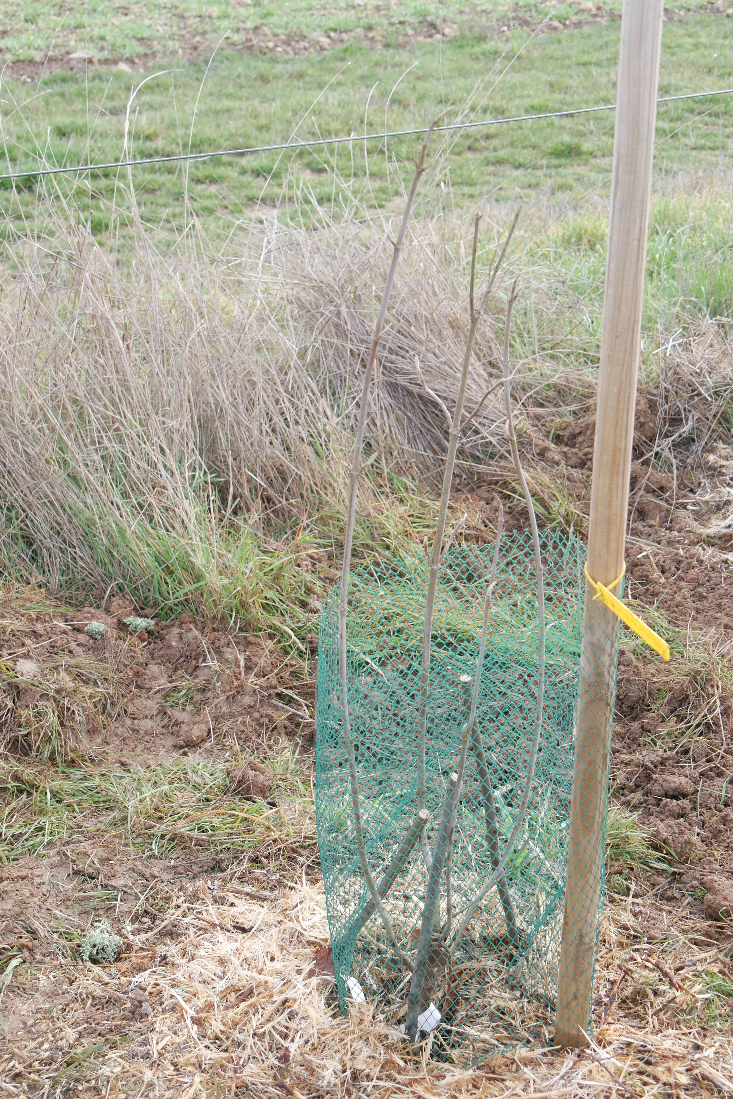 Your tree was planted on the 2nd of January