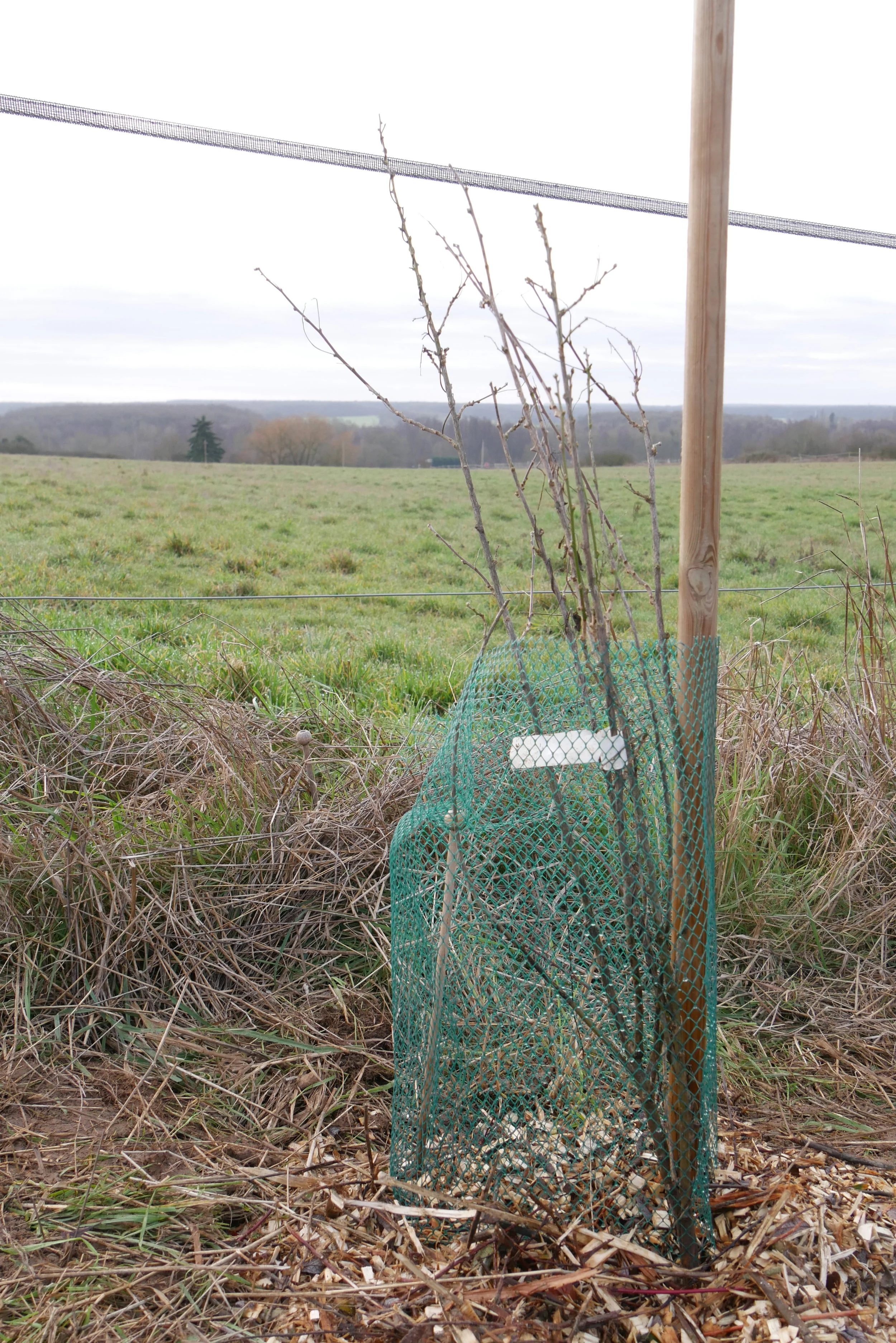 Your tree was planted on the 2nd January 2019