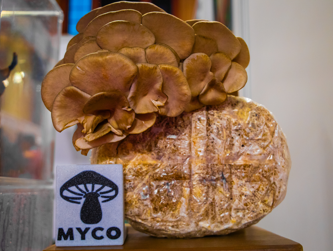 The Soulful Wellness Fair 2nd Edition: Myco