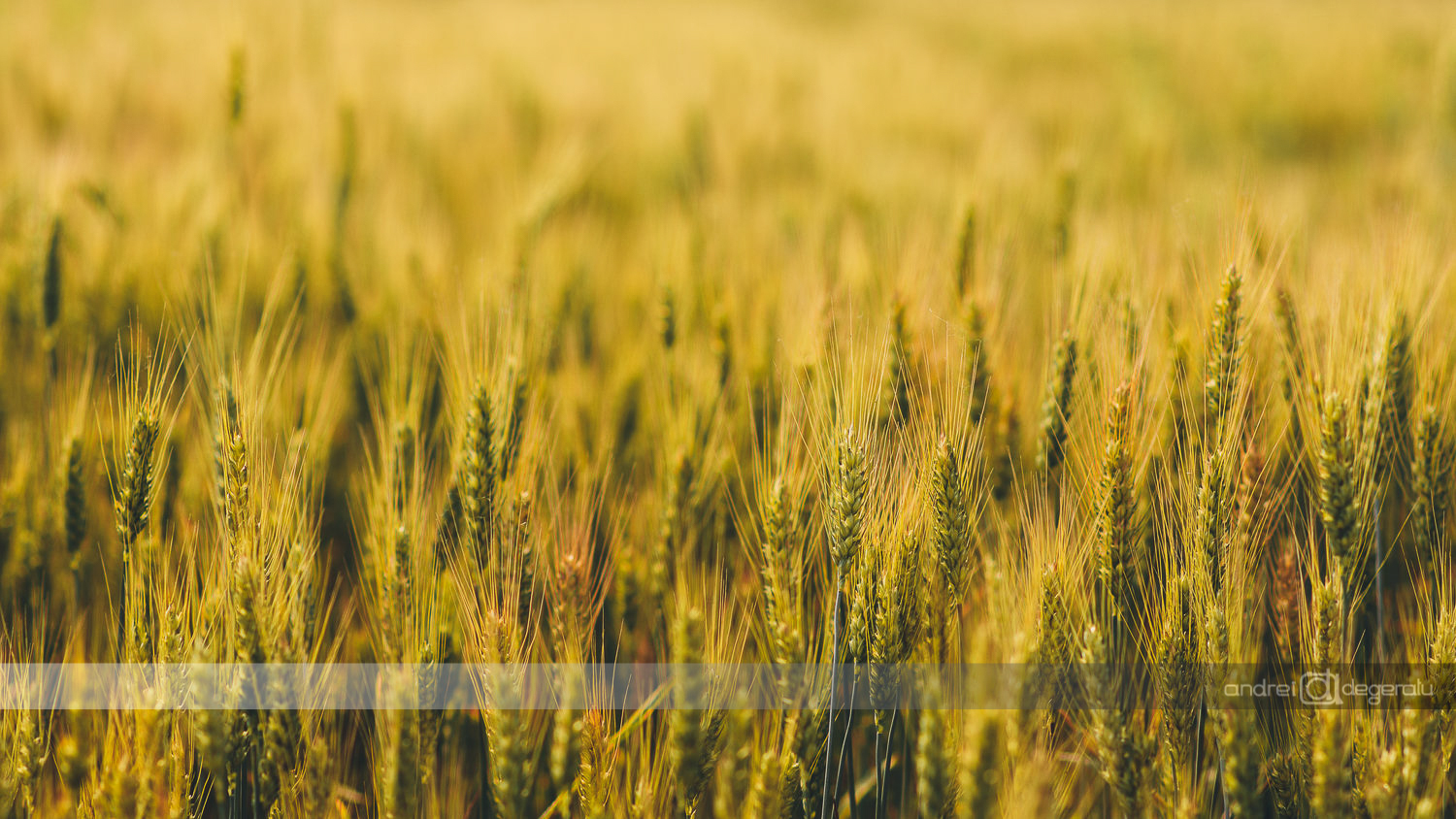 Field of Grain