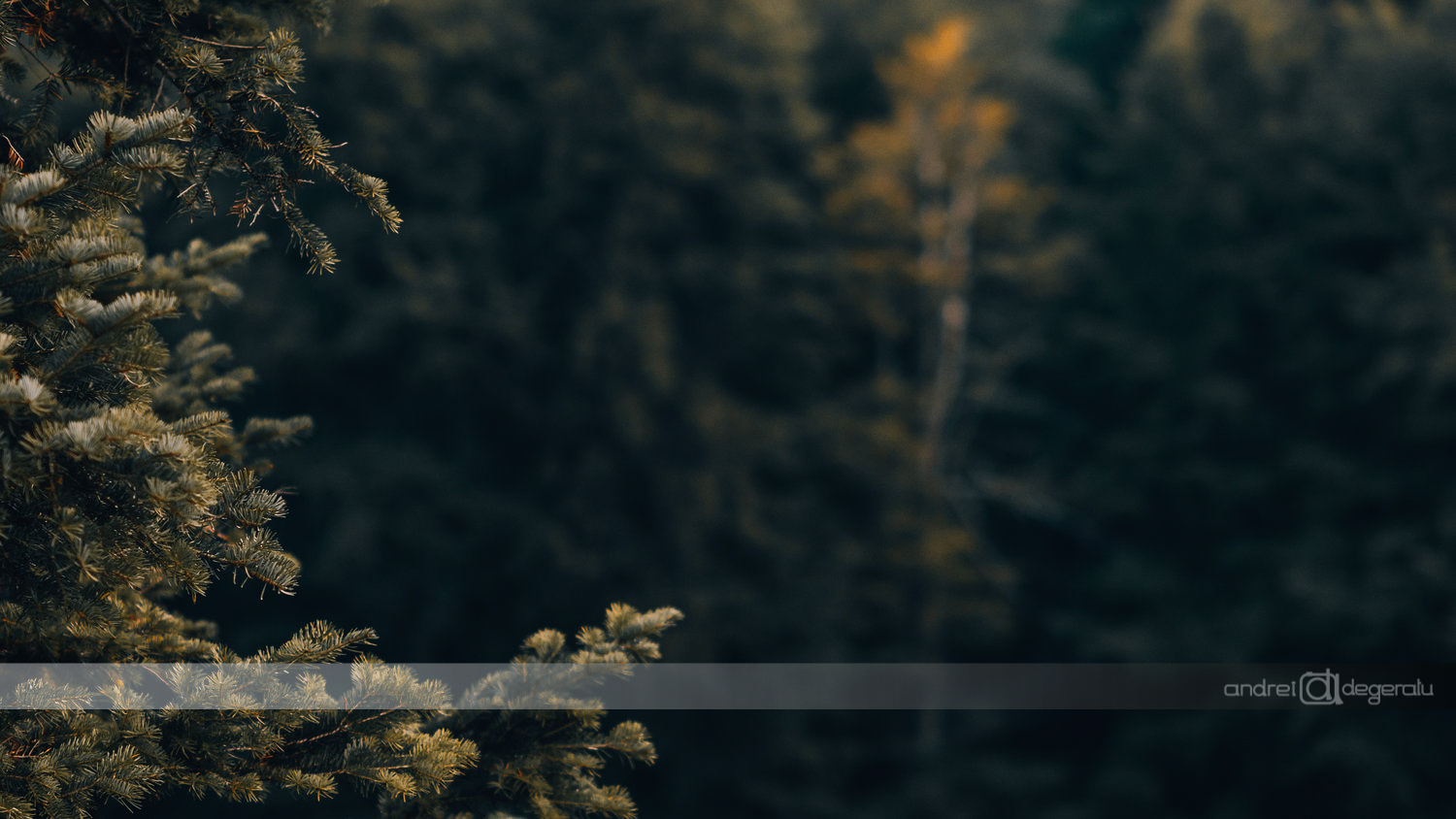 Forest calmness