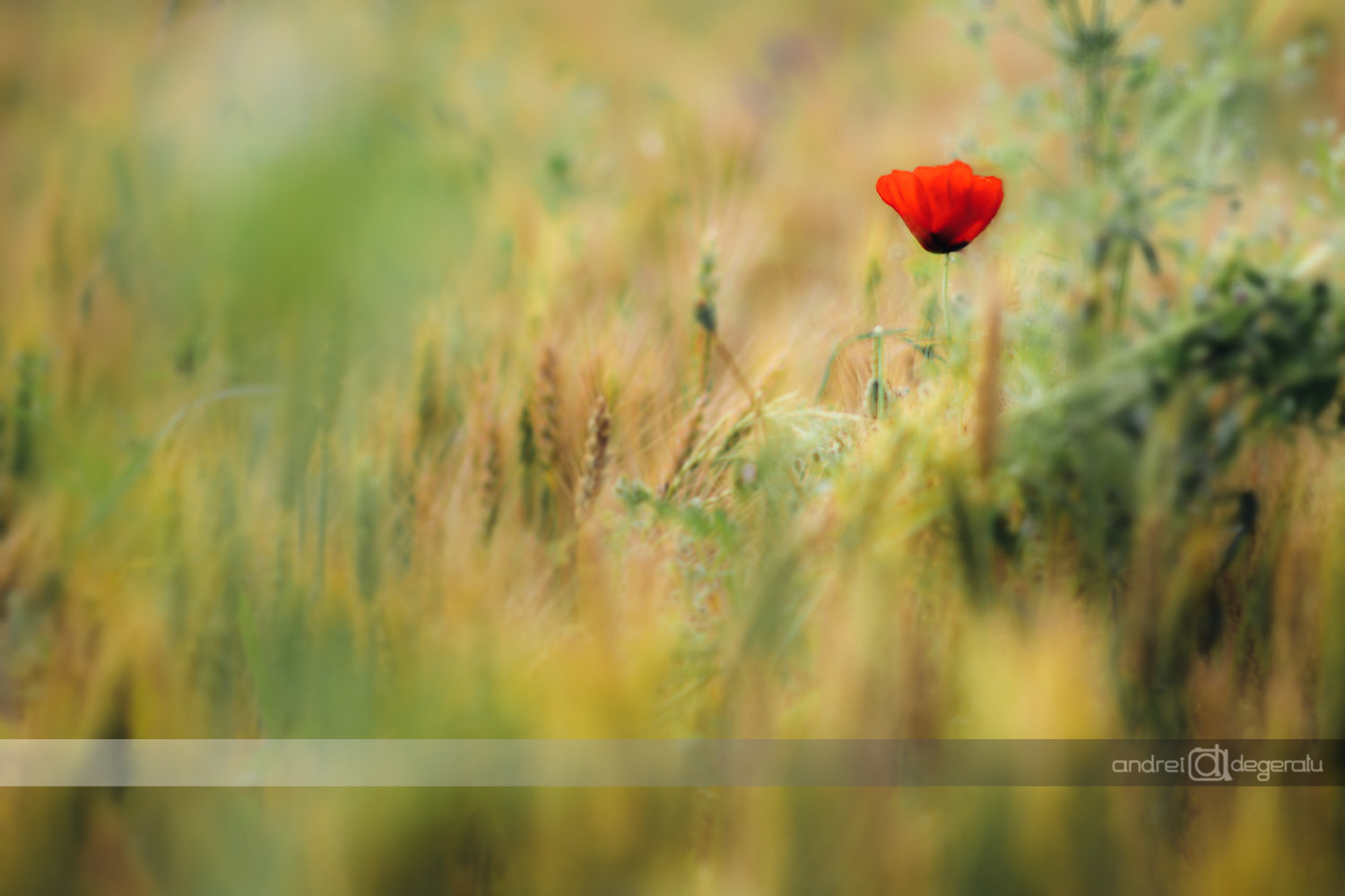 Lone Poppy