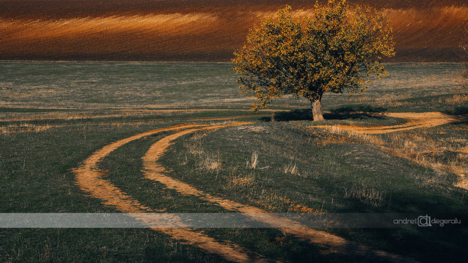 The Tree