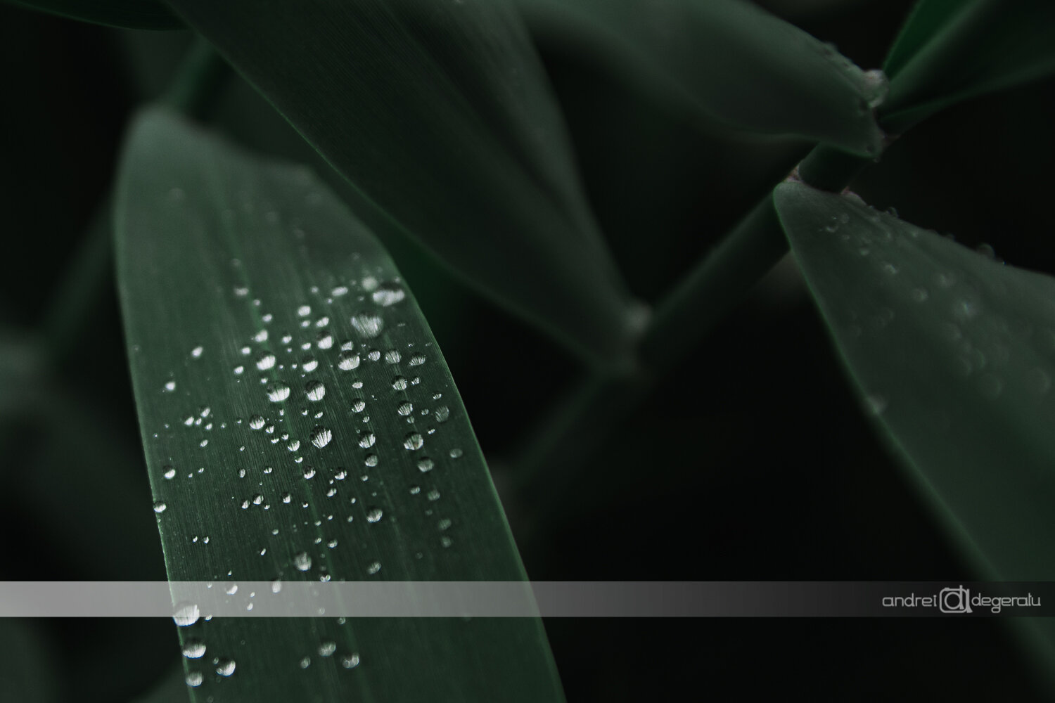 Morning Dew