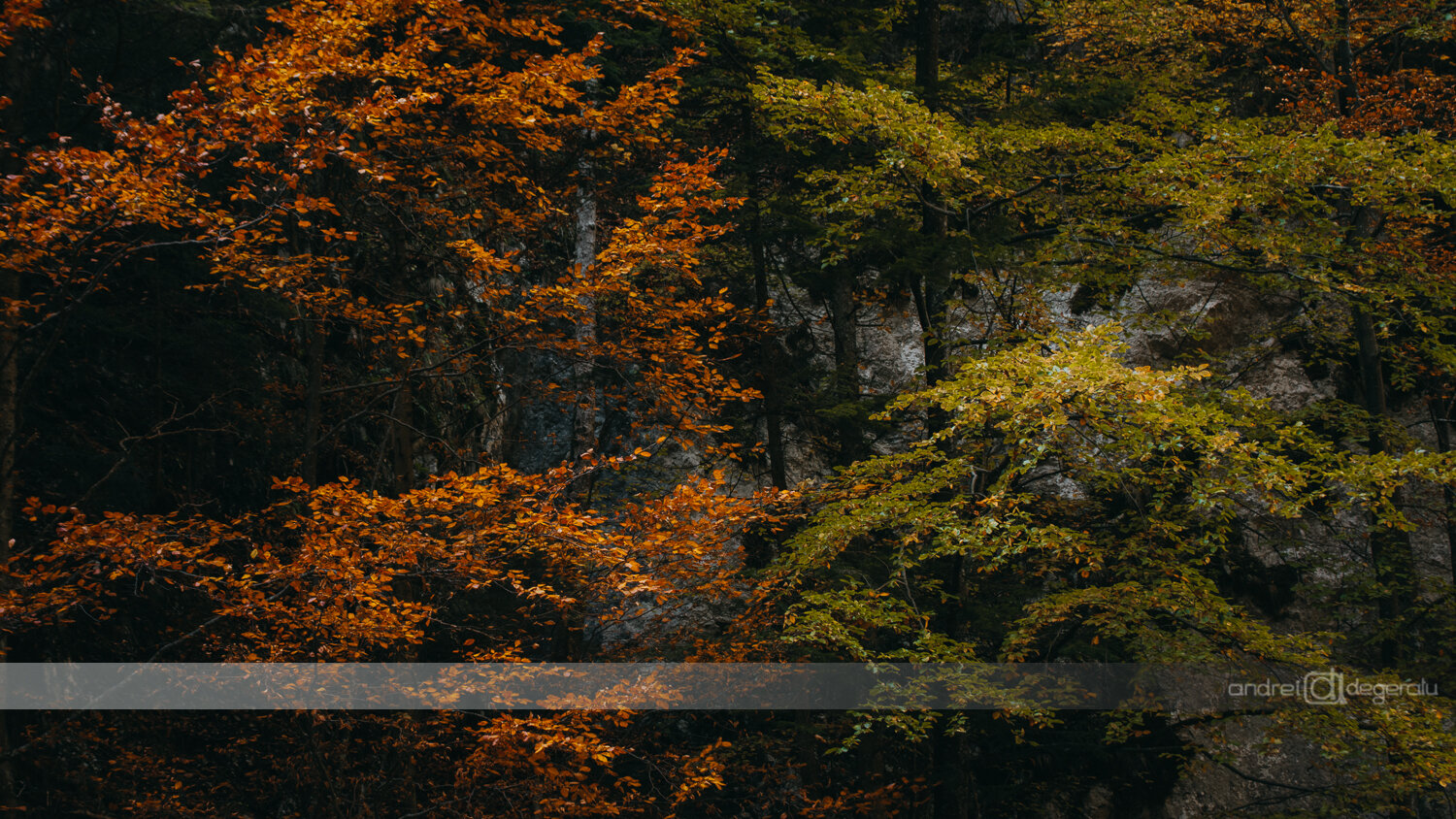 Autumn Foliage