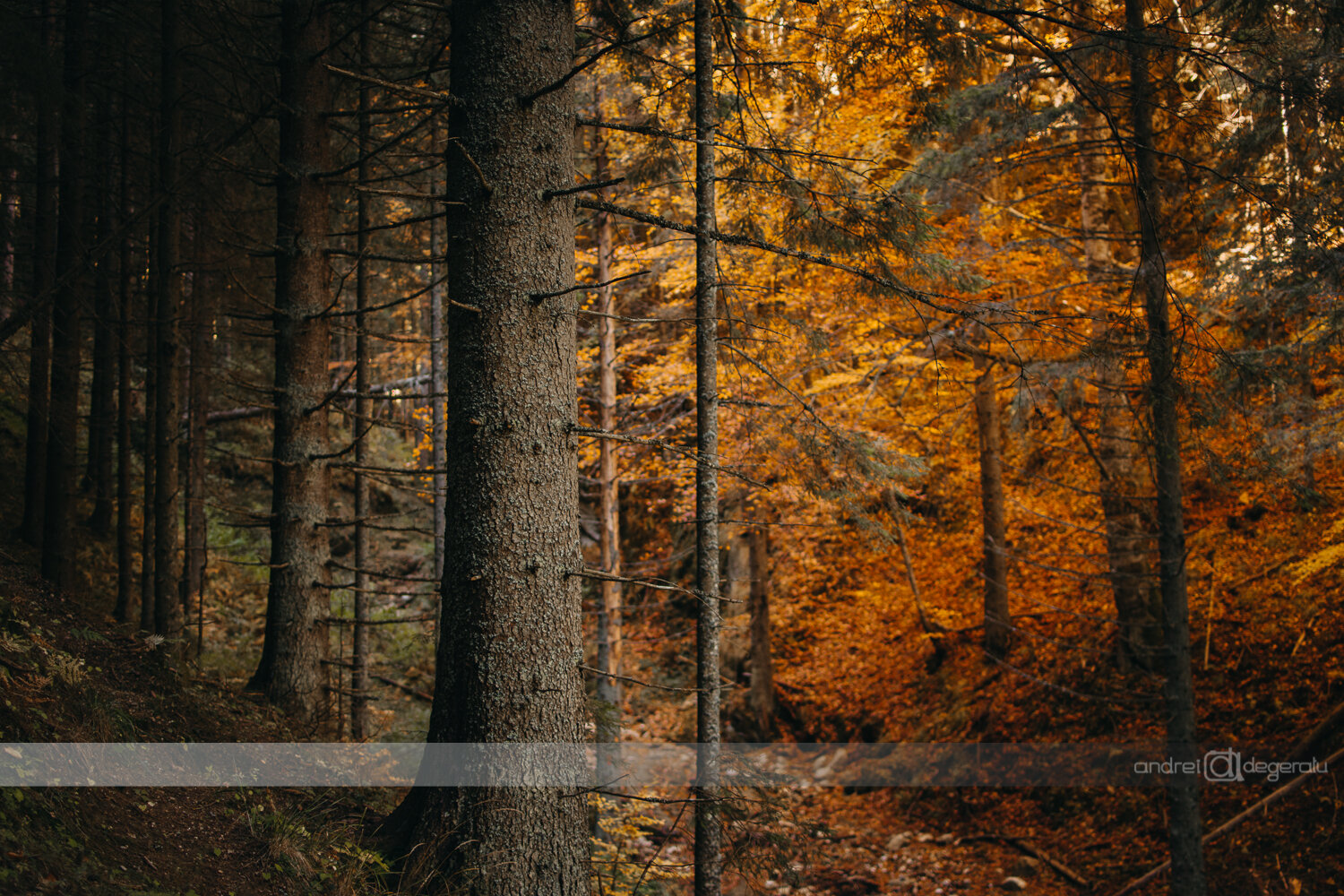 Autumn Foliage 2