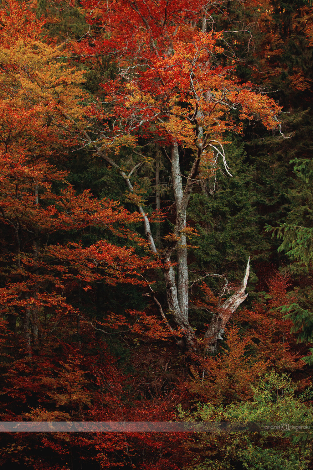 Autumn Foliage 3