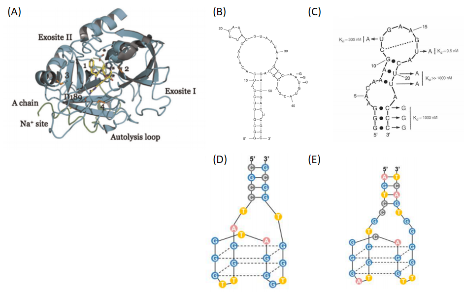 Figure 2. Nucleic acid-based aptamers for anticoagulation. (A) Thrombin (4). (B-E) Examples of DNA and RNA aptamers developed as anticoagulants due to their ability to bind and inhibit thrombin. (B) RNAR9D-14T and (C) Toggle-25t RNA aptamers bind to exosite-I and exosite-II of thrombin. DNA aptamers called NU172 and HD22 bind to exosite-I and exosite-II of thrombin. (1, 5, 6)