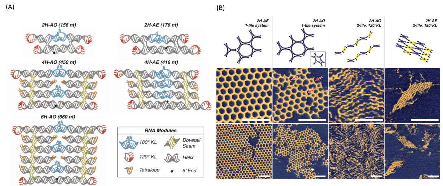 Figure 1. (A) Illustration of RNA origami designs. (B) AFM images of RNA lattices made of RNA origami. Images obtained from Geary et. al., 2014, (1)