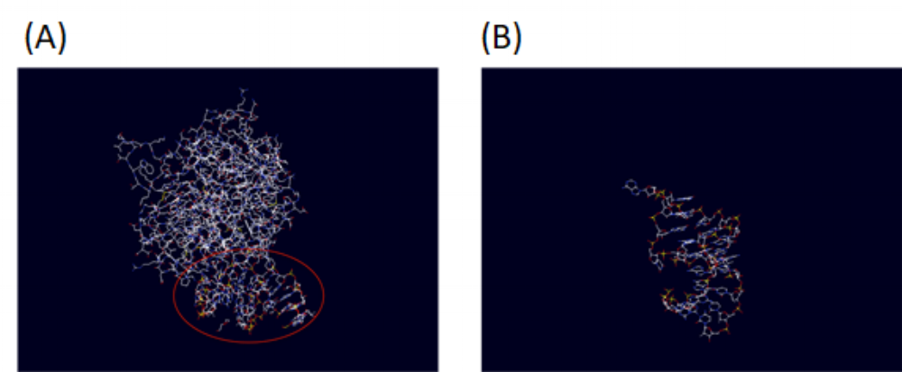 Figure 5. Exosite II RNA Thrombin aptamer (PDB: 3DD2) before (A) and after (B) extraction from larger structure. The red circle shows RNA aptamer within the larger structure.