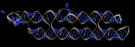 Figure 8 The 3D model of 2-helix RNA origami containing an RNA aptamer.