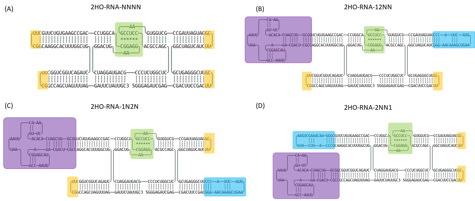 Figure 14 The 2D models of all four designs of RNA origami tethering two aptamers. (A) 2HO-RNA-NNNN. (B) 2HO-RNA-12NN. (3) 2HO-RNA-1N2N and (4) 2HO-RNA-2NN1