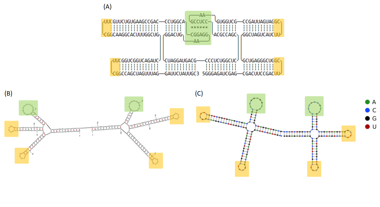 Figure 15 (A) The 2D model of 2HO-RNA-NNNN and computational simulation of RNA folding analyzed by (B) mfold and (C) NUPACK. Tetra loops and kissing loop are indicated in yellow and green boxes, respectively.