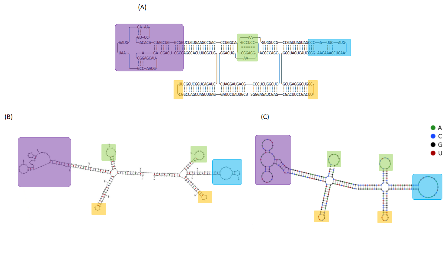 Figure 16 (A) The 2D model of 2HO-RNA-12NN and computational simulation of RNA folding analyzed by (B) mfold and (C) NUPACK. Tetra loops and kissing loop are indicated in yellow and green boxes, respectively. Exosite 1 and 2-binding RNA aptamers are represented in purple and blue rectangles, respectively