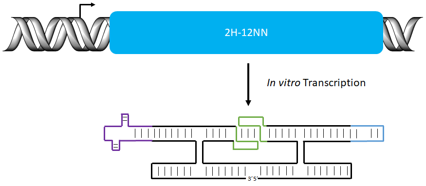 Figure 19 The RNA origami production by in vitro transcription