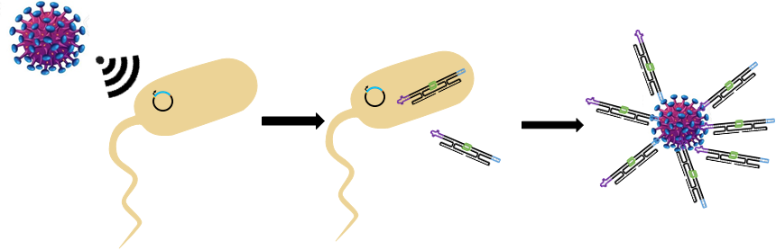Figure 3 Smart cells detect signal from invader and produce RNA origami to bind the invader