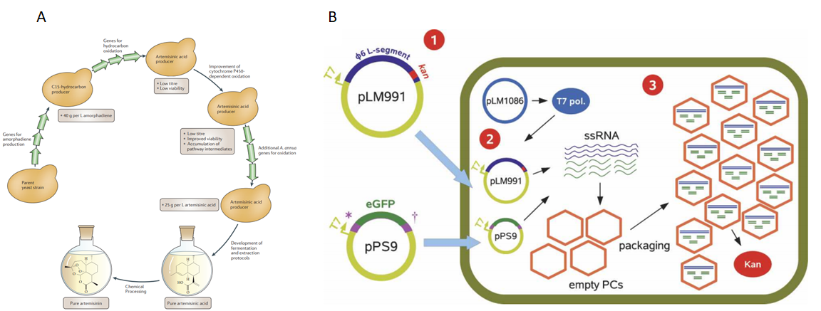 Figure 1 Examples of In vivo production of small molecule (artemisinic acid) and double-stranded RNA (1,3)