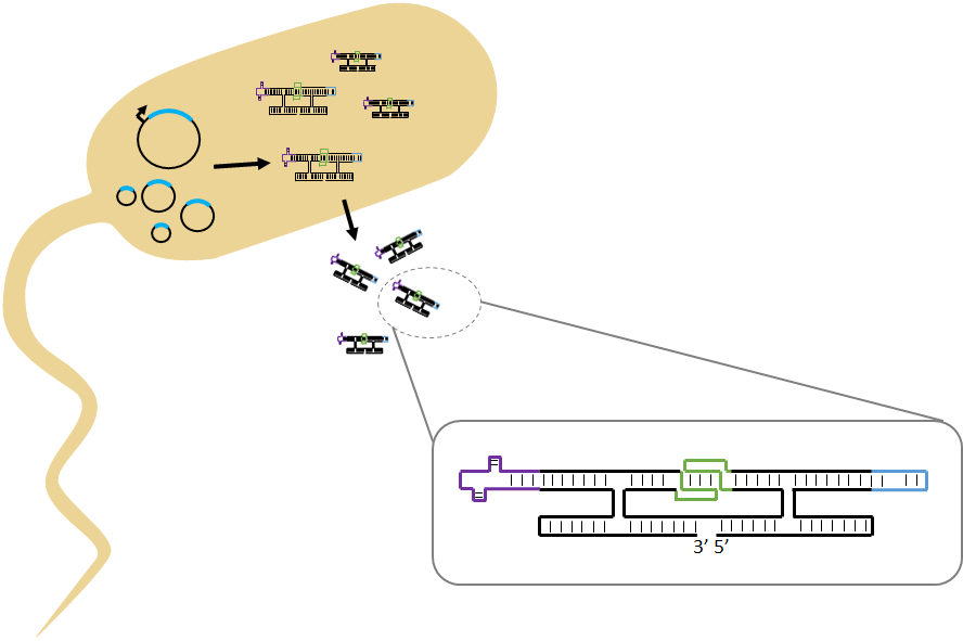 Figure 2 illustration of RNA origami production by in vivo expression.