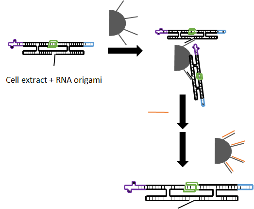 Figure 8 Purification of RNA origami from in vivo production by using magnetic bead and strand displacement interaction. Magnetic beads are represented by grey half-circle. Remover strand, ssDNA, depicted as orange lines.
