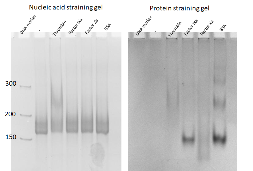 Figure 5 The specificity test of thrombin aptamers-containing RNA origami with four different proteins. Lane 1: DNA marker, Lane 2: 2HF-RNA-1N2N, Lane 3-6: 2HF-RNA-1N2N incubated with thrombin, factor IXa, factor Xa, and BSA, respectively. The left gel is the nucleic acid-stained gel, and the right gel is protein stained gel.