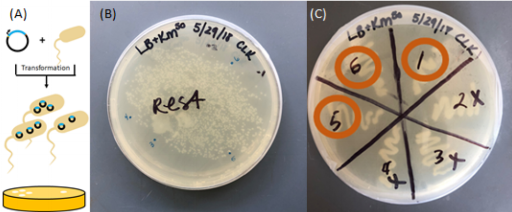 Figure 7 Transformation of plasmid into competent E.coli cells. (A) The competent cells with plasmid are able to grow colonies on selective media that contains antibiotic. (B) Single colony selection (1-6) from first plate incubation. (C) Growth of colonies selected from previous plate. The sections marked with an “x” did not show growth in liquid media in test tubes and were not used further.