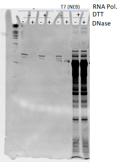 Figure 4 Differences between transcription with and without fresh DTT. The wild-type T7 RNA polymerase from New England Biolab was used for transcription of non-modified RNA.