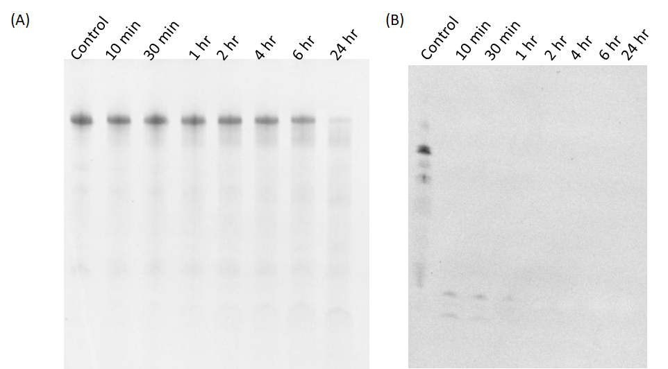 Figure 2 The stability test of modified (A) and non-modified (B) RNA origami treated with 10 µg/ml RNase A. The samples were characterized by denaturing gel electrophoresis