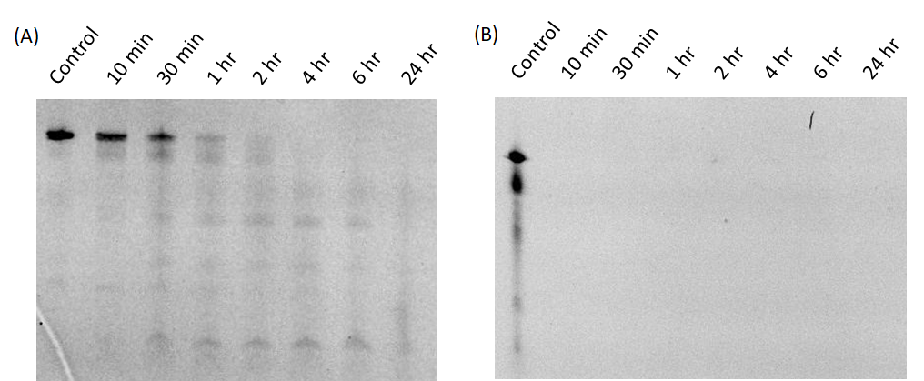 Figure 3 The stability test of modified (A) and non-modified RNA origami (B) treated with high concentration of RNase A (500 µg/ml). The samples were characterized by denaturing gel electrophoresis.