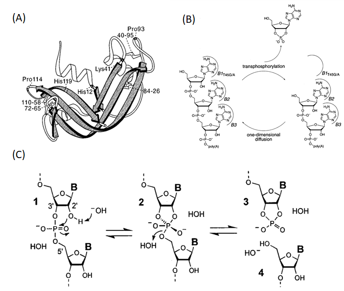 Figure 1 RNA degradation by RNase A and alkaline hydrolysis (1-2). (A) Ribbon structure of RNase A. (B) The putative mechanism of RNA cleavage by RNase A. (C) RNA degradation via alkaline hydrolysis.
