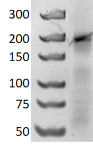 Figure 7 6% native polyacrylamide gel run at 150V for 3 hours. DNA marker, GeneRuler Ultra Low Range DNA Ladder (left lane) and 2HO-RNA-2NN1 (right lane).