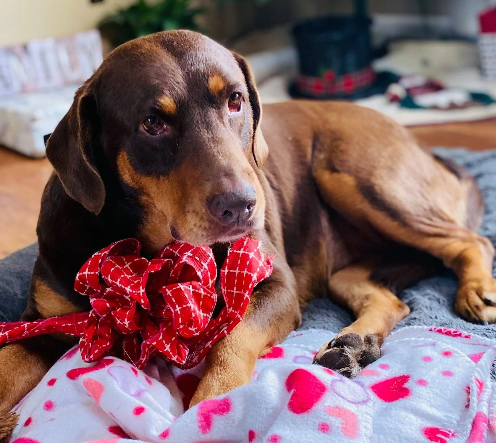 adopted dog photo.jpg