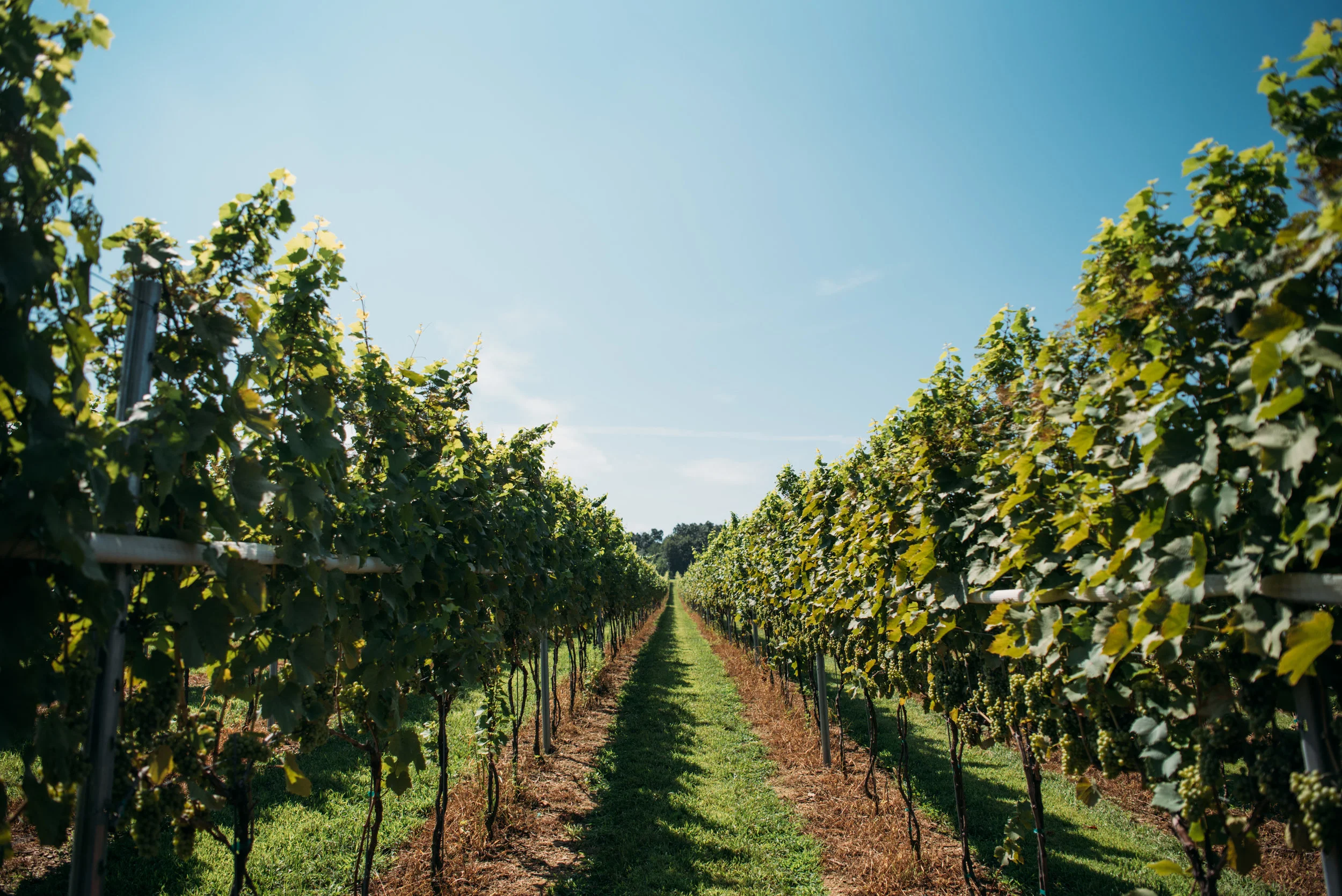 VineyardAugust2018-1.jpg