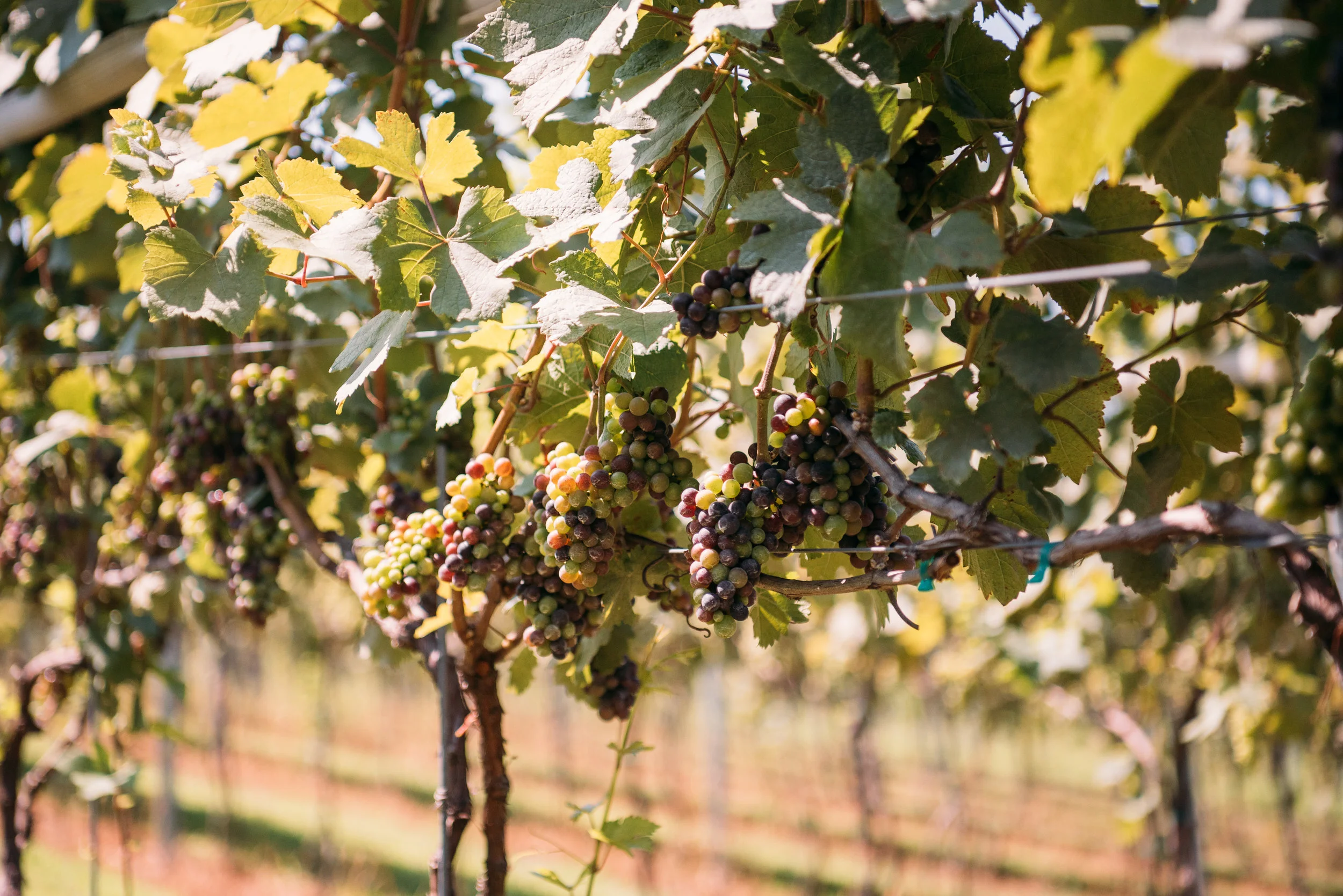 Vineyard-August2018-8.jpg