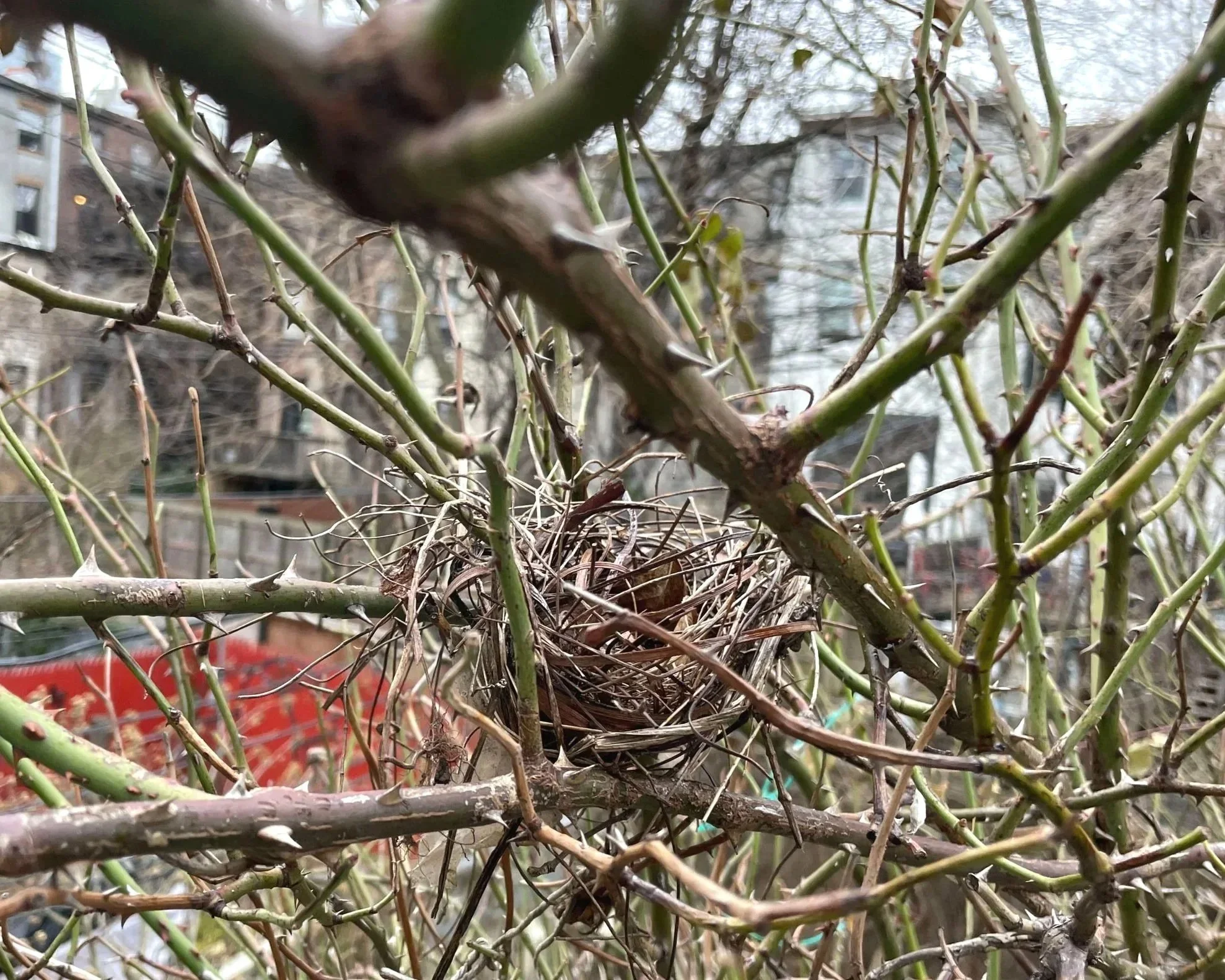 POSSIBLY A ROBIN'S