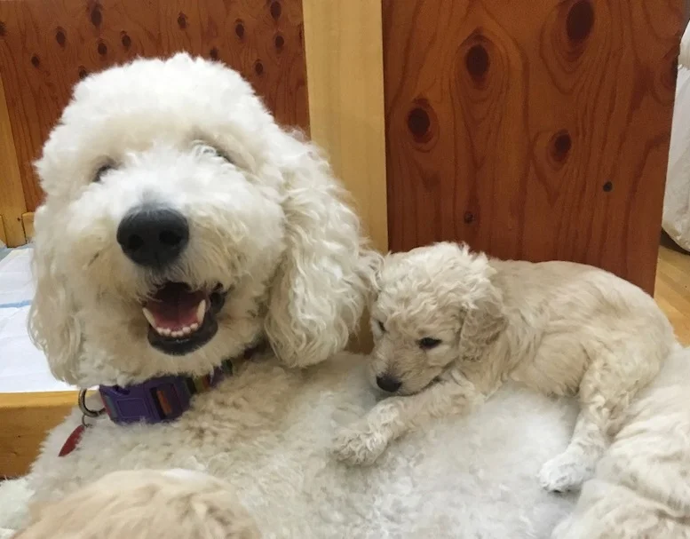 75 golden retriever 25 goldendoodle