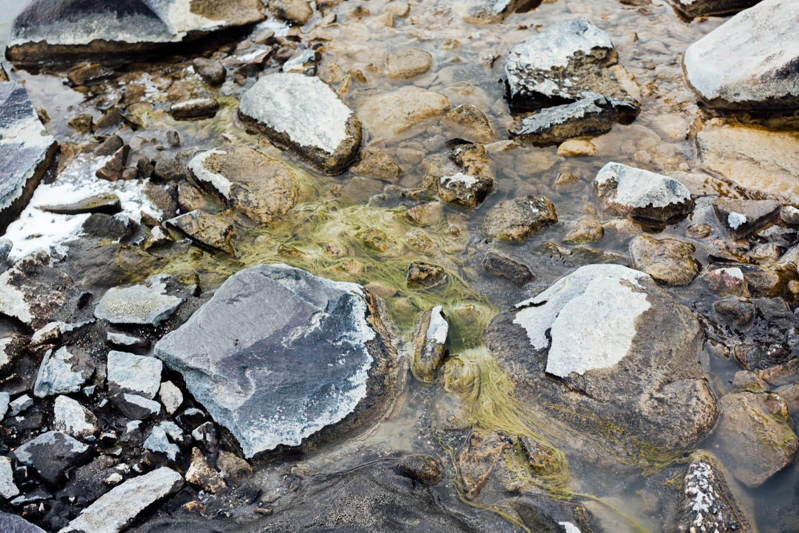  green filamentous algae piled up in shallow water over rocks and some frost 