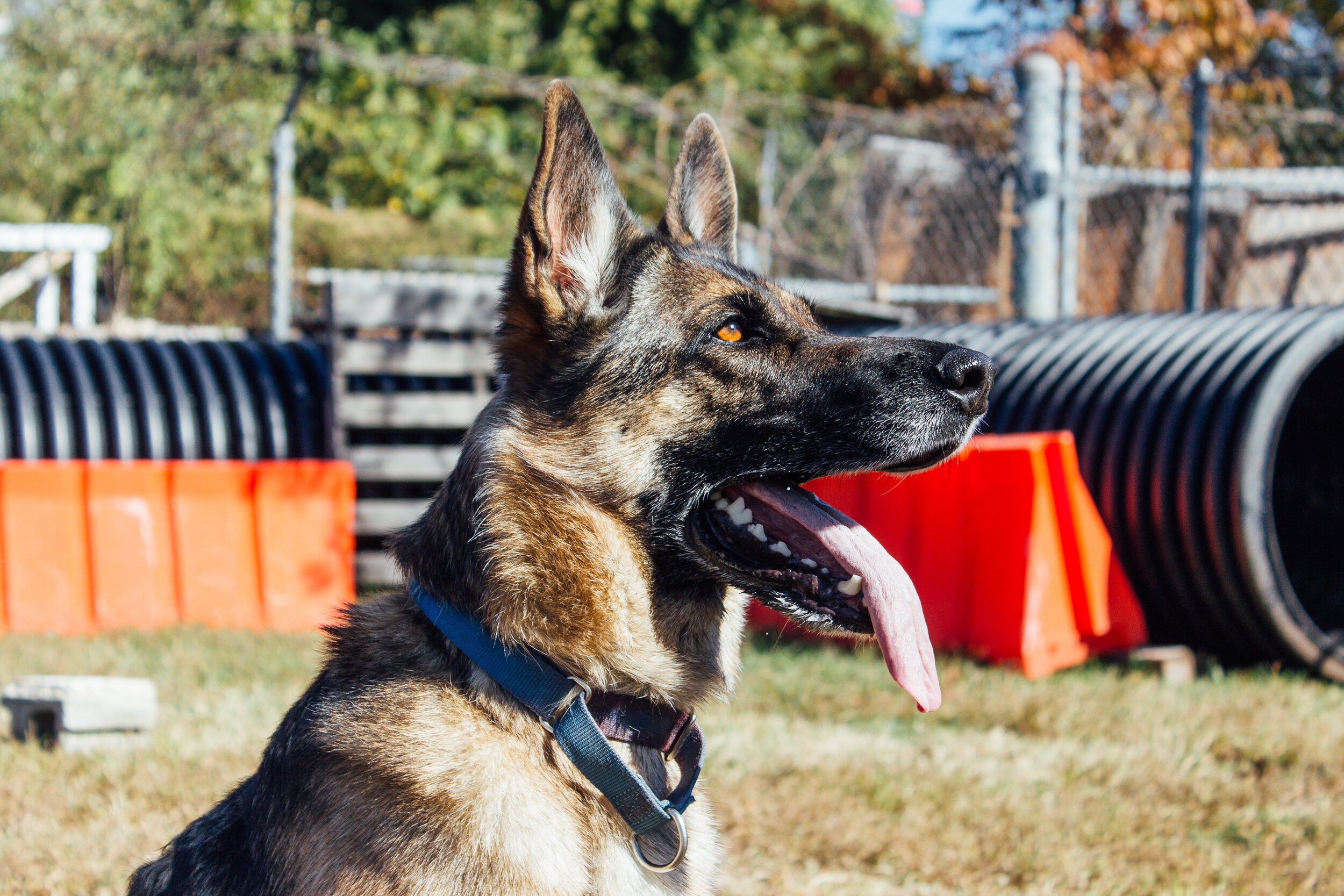  A German shepherd, Ivey, sits alert on a training course.  