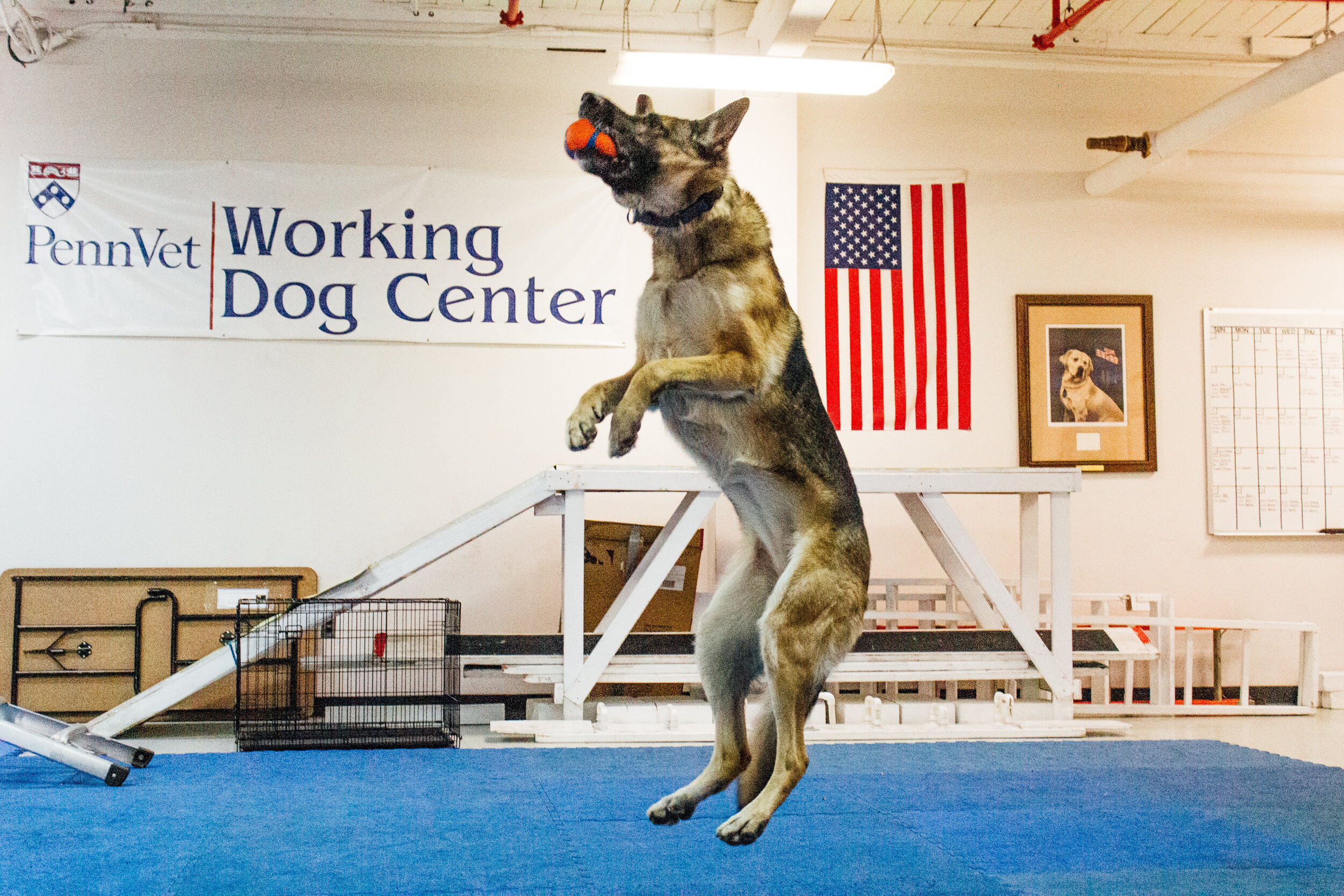  Ivey leaps up in the air catching a red ball in her mouth inside the exercise room 