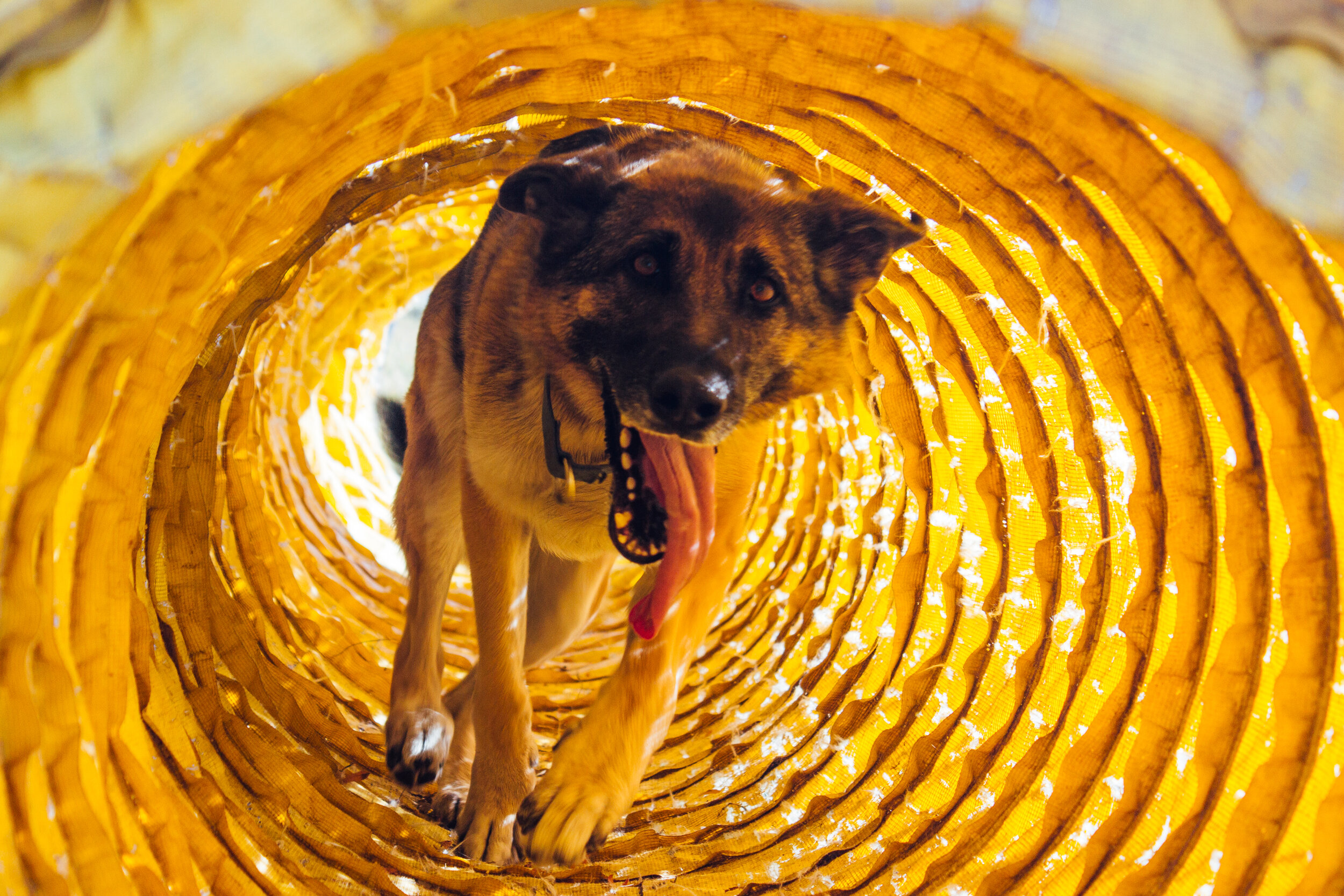  A dog with its tongue hanging out runs through a yellow tunnel. 