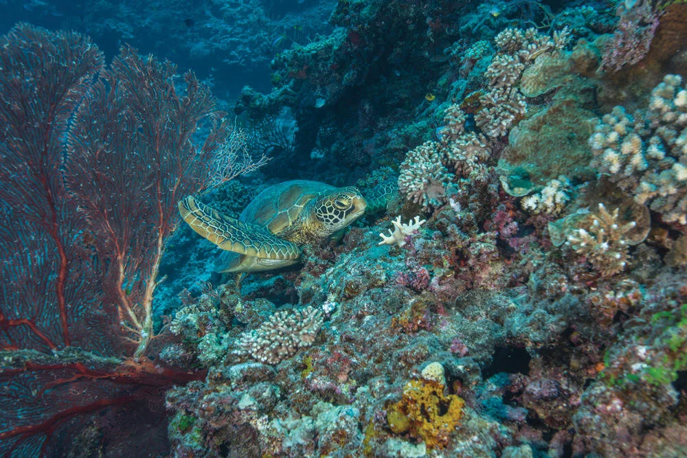 Depths Unknown: In Fiji, a long-awaited survey of the Great Sea Reef offers new insights