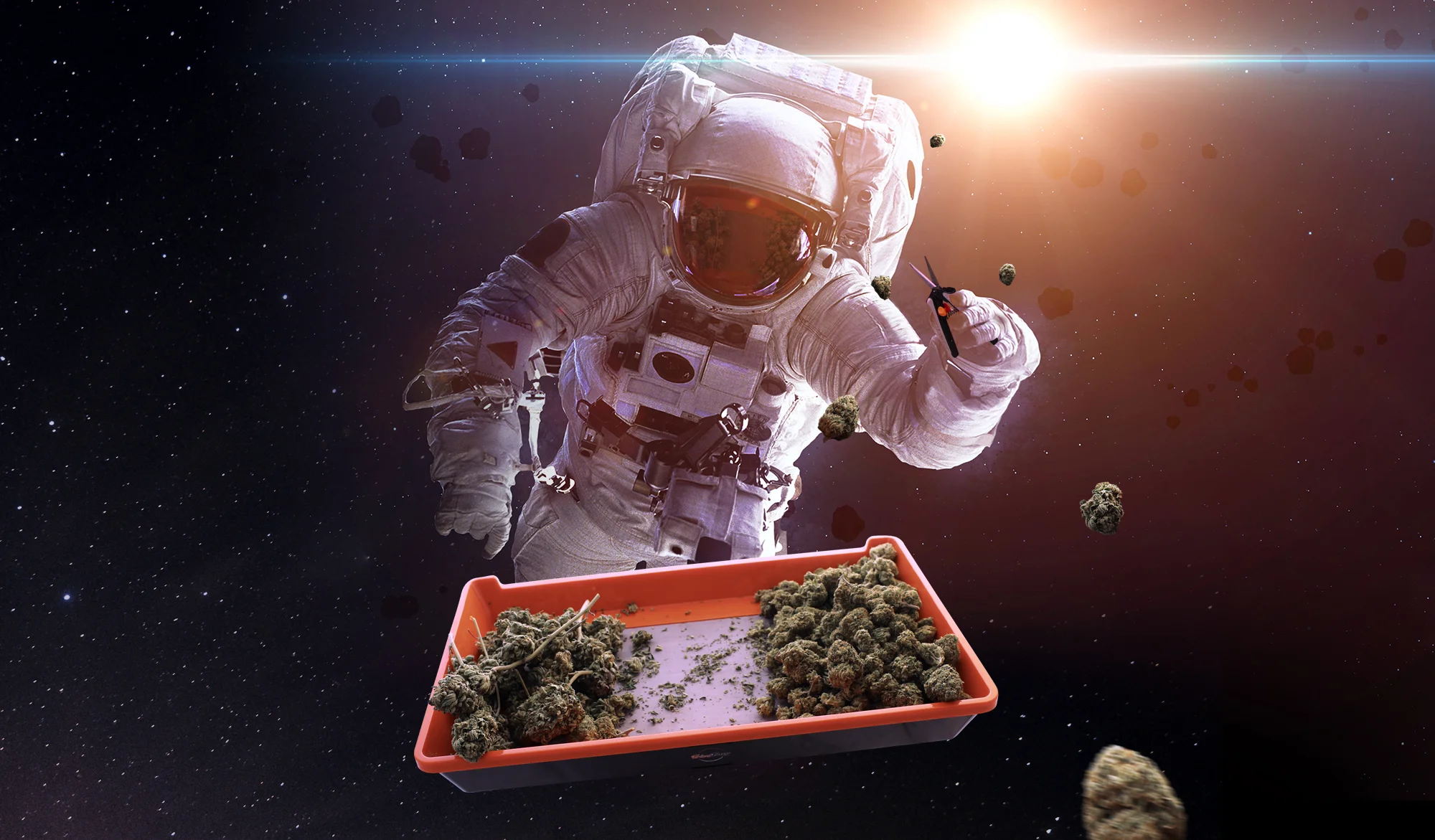 trimtray-home-banner.jpg