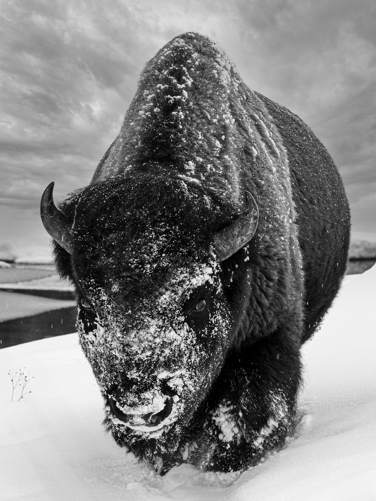 Winter Bison