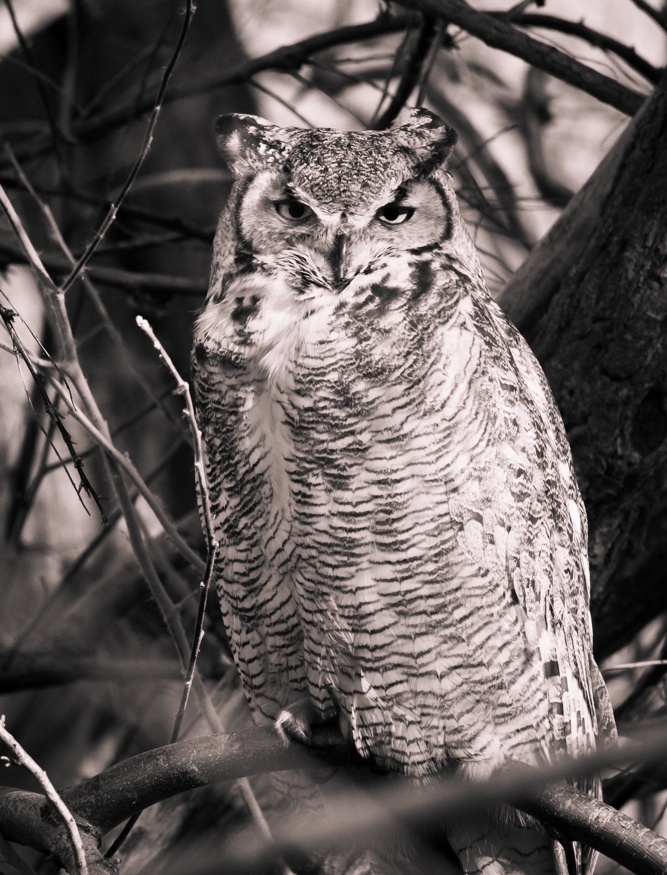 Great Horned Owl