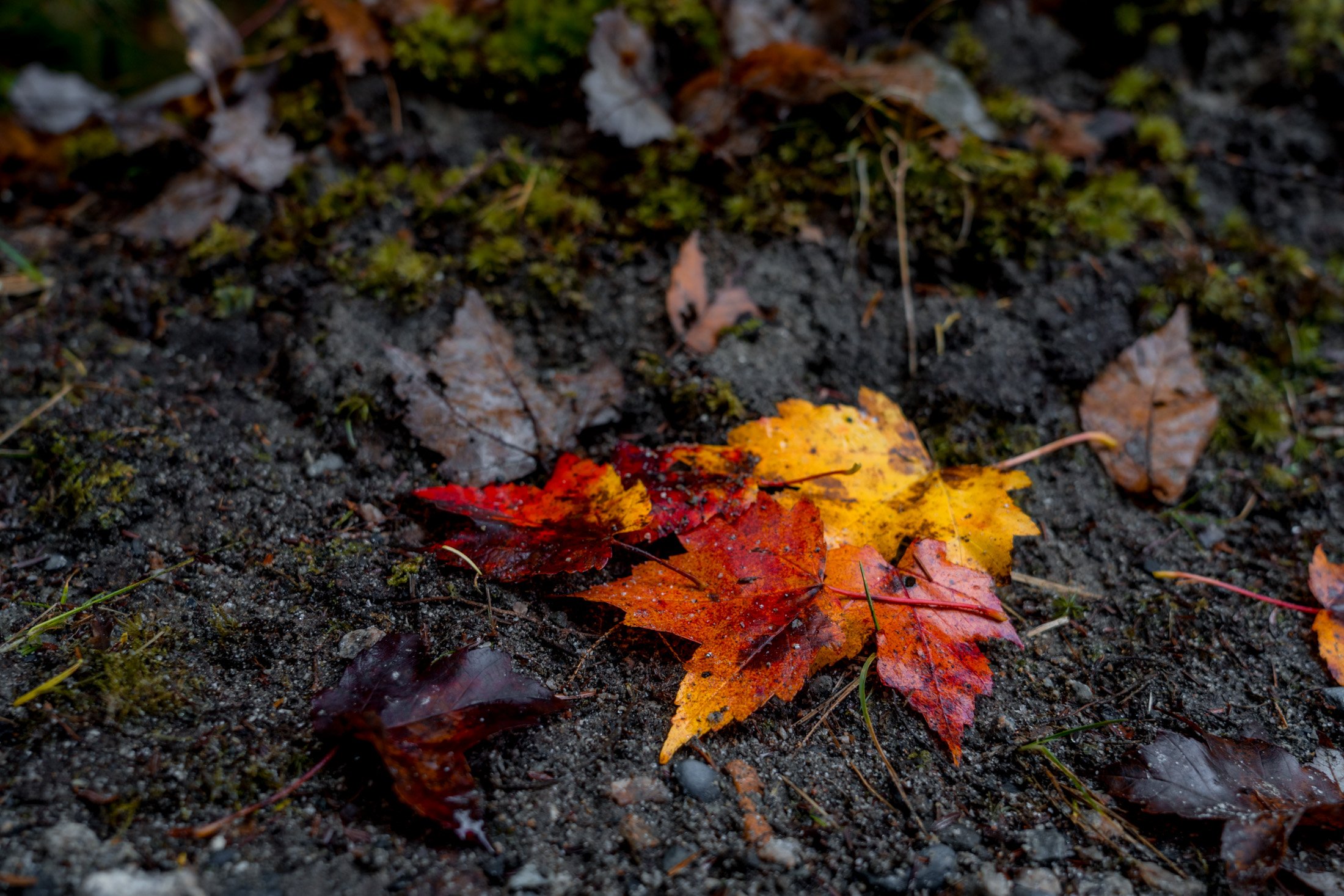 Clustered Color