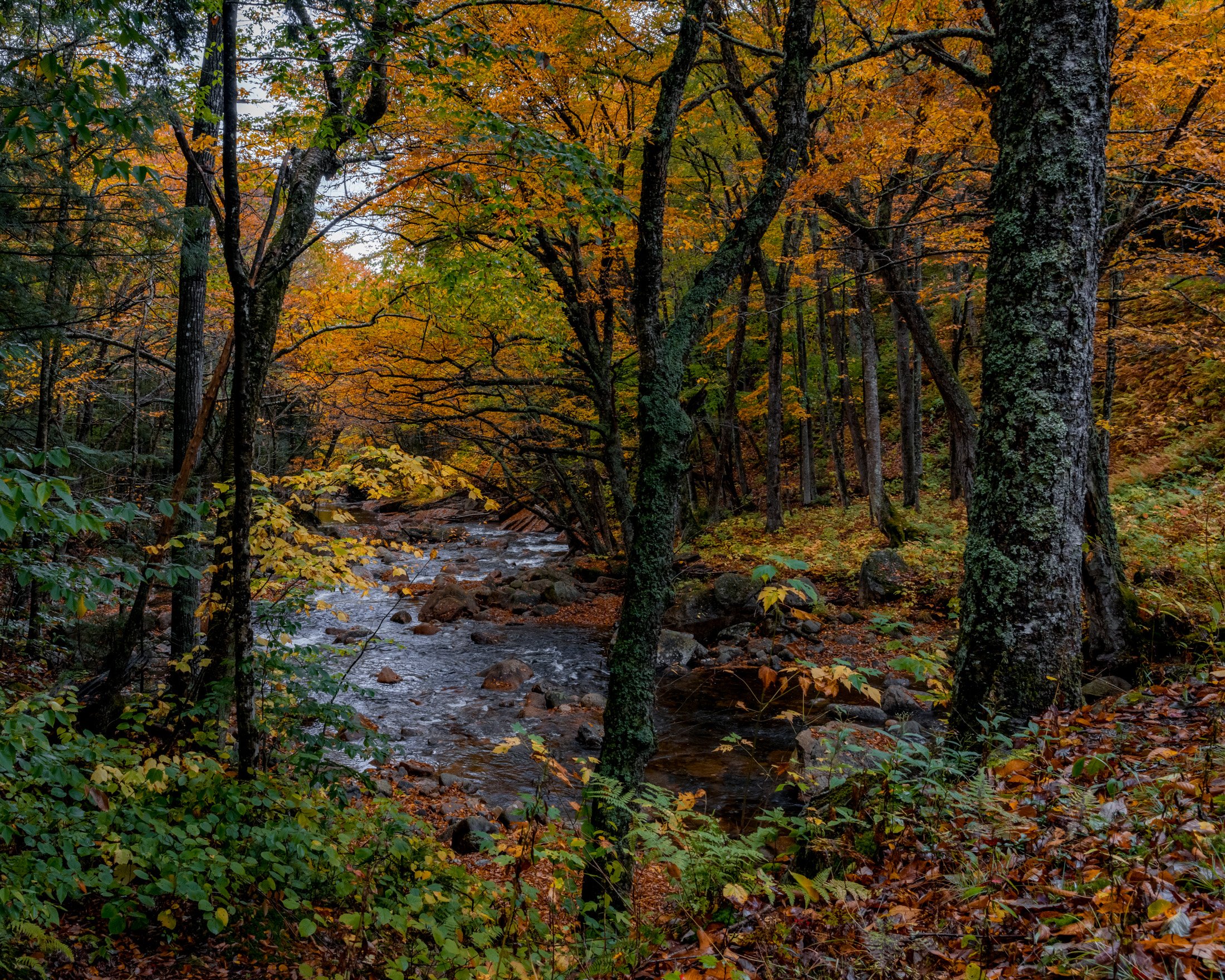 Brook in the Woods