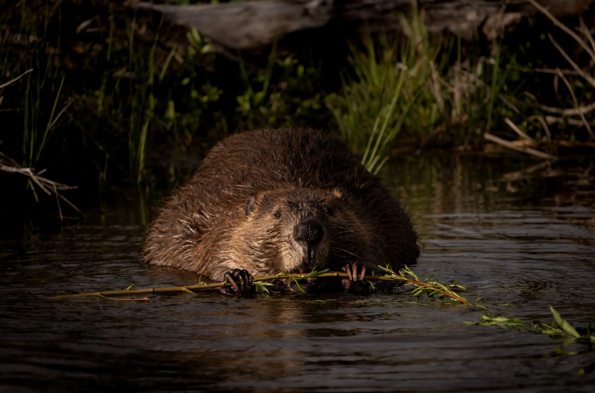 Beaver at Dusk
 
Near Jackson Lake Dam, Wyoming