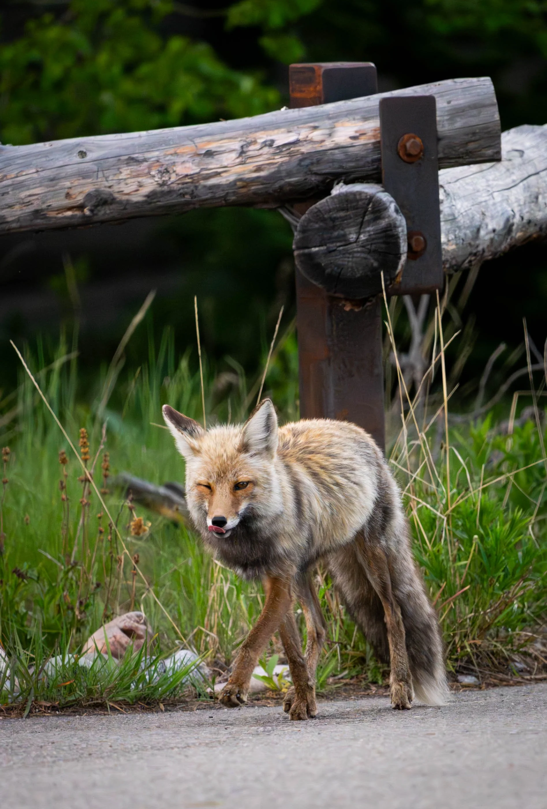 Coyote with Injured Eye
 
Near Jenny Lake, Grand Teton NP