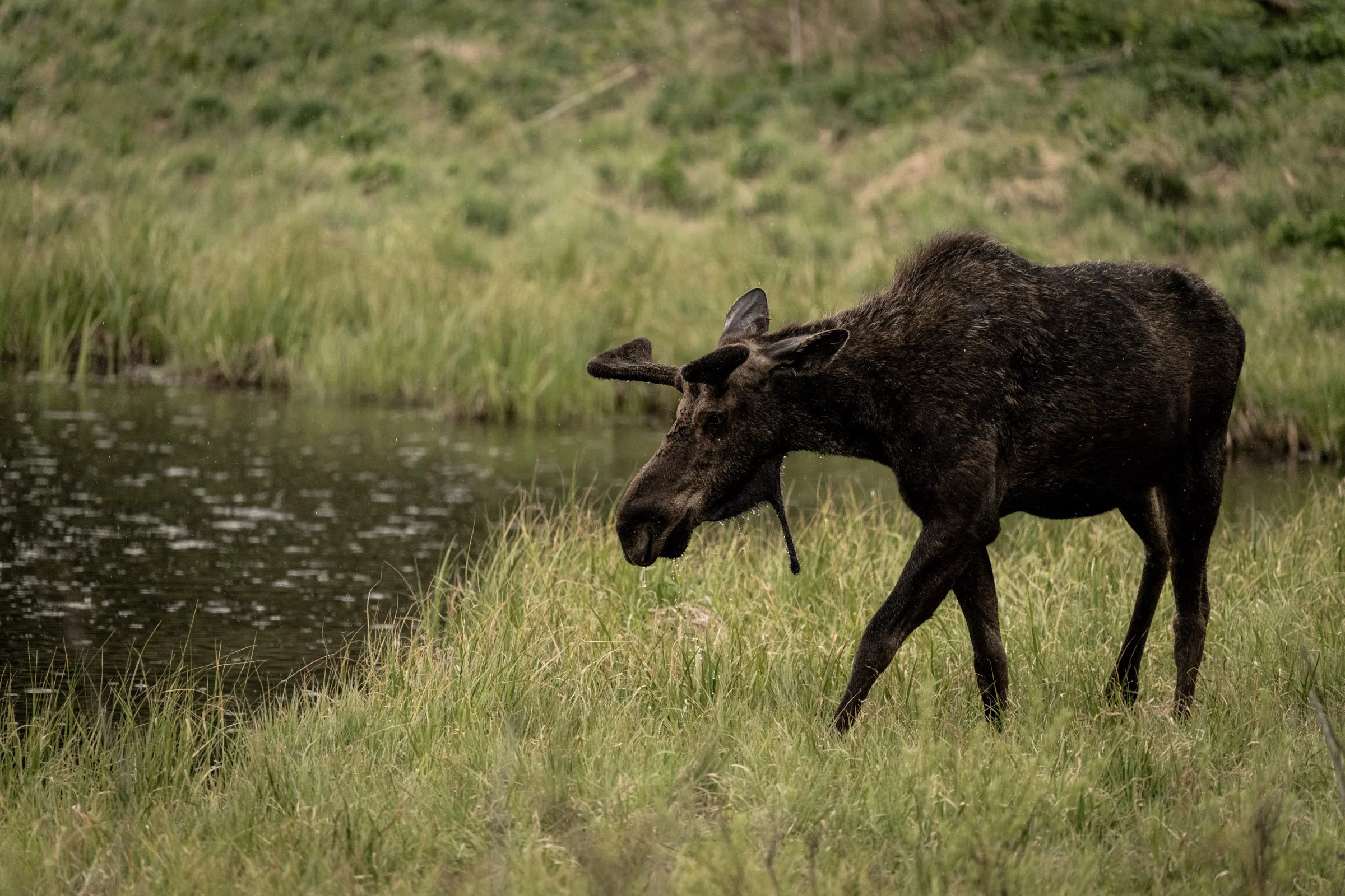 Moose Pond
 
Grand Teton NP