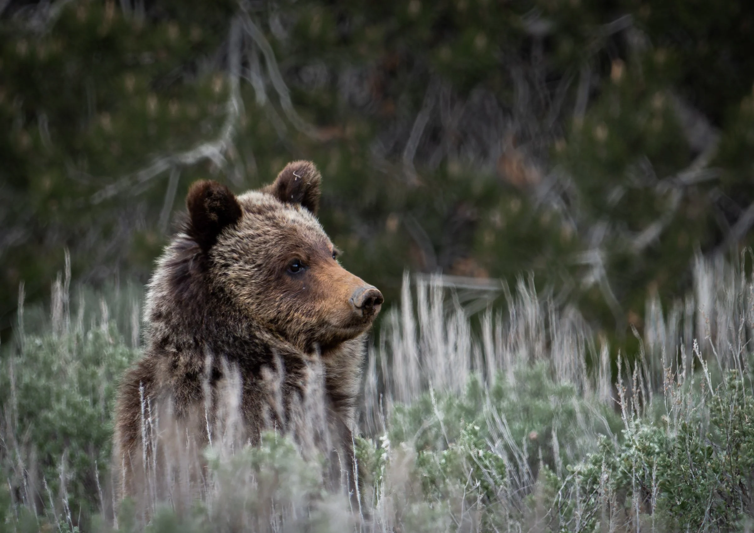 Young Grizzly
 
Grand Teton NP